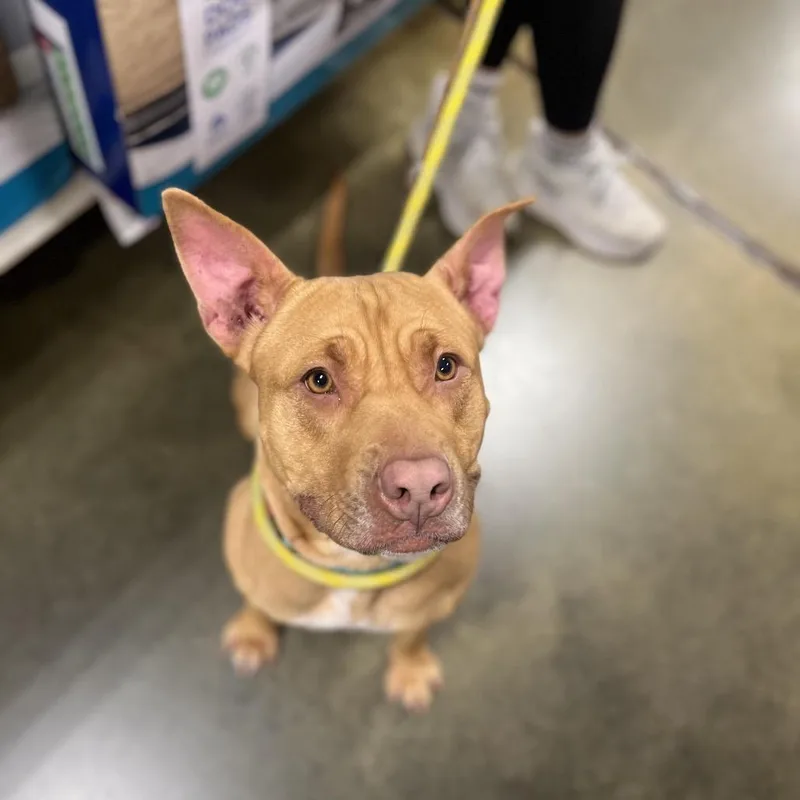 Starlight thumbnail 2