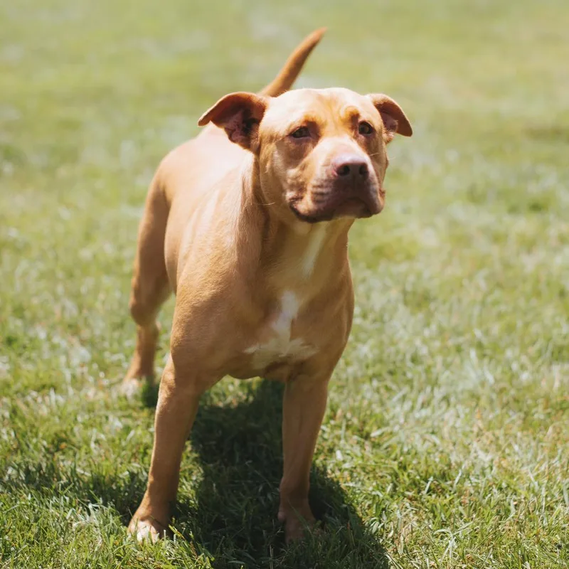 Starlight thumbnail 3