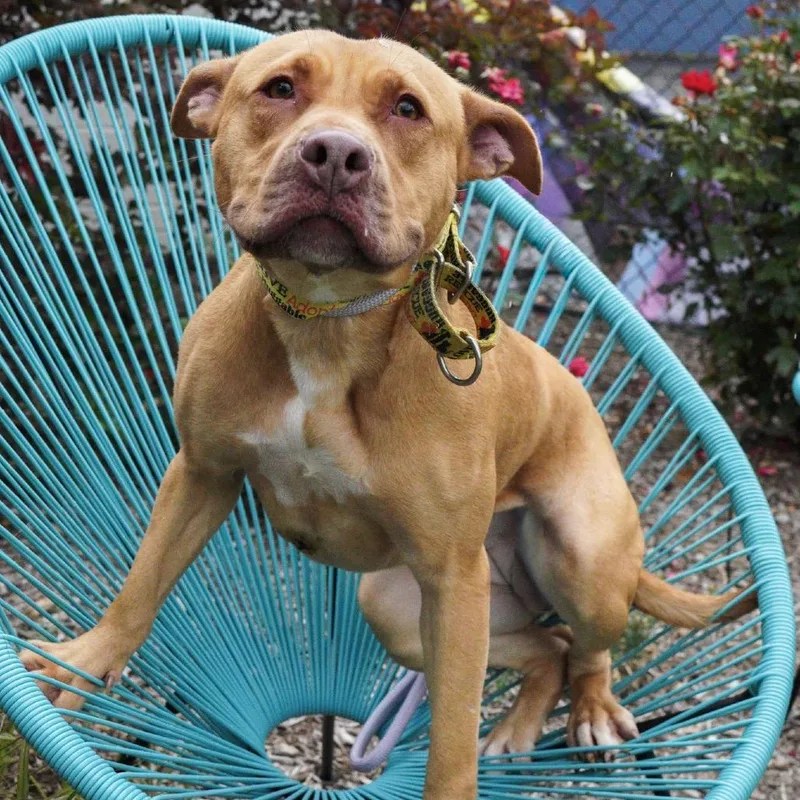 Starlight thumbnail 4