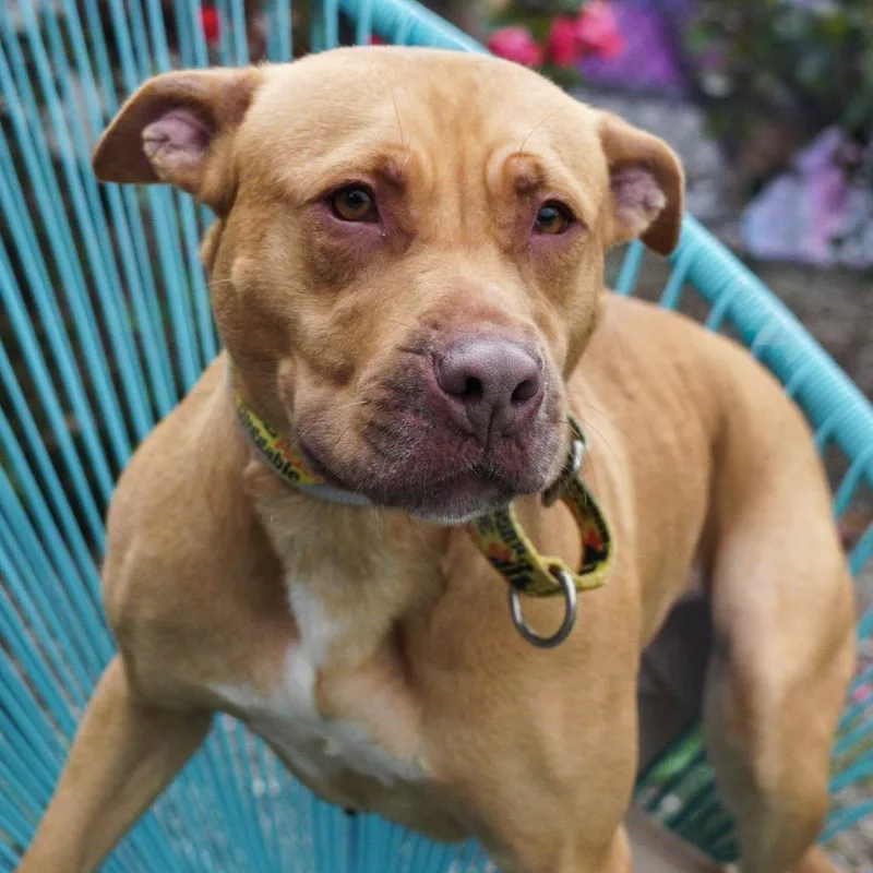 Starlight thumbnail 6