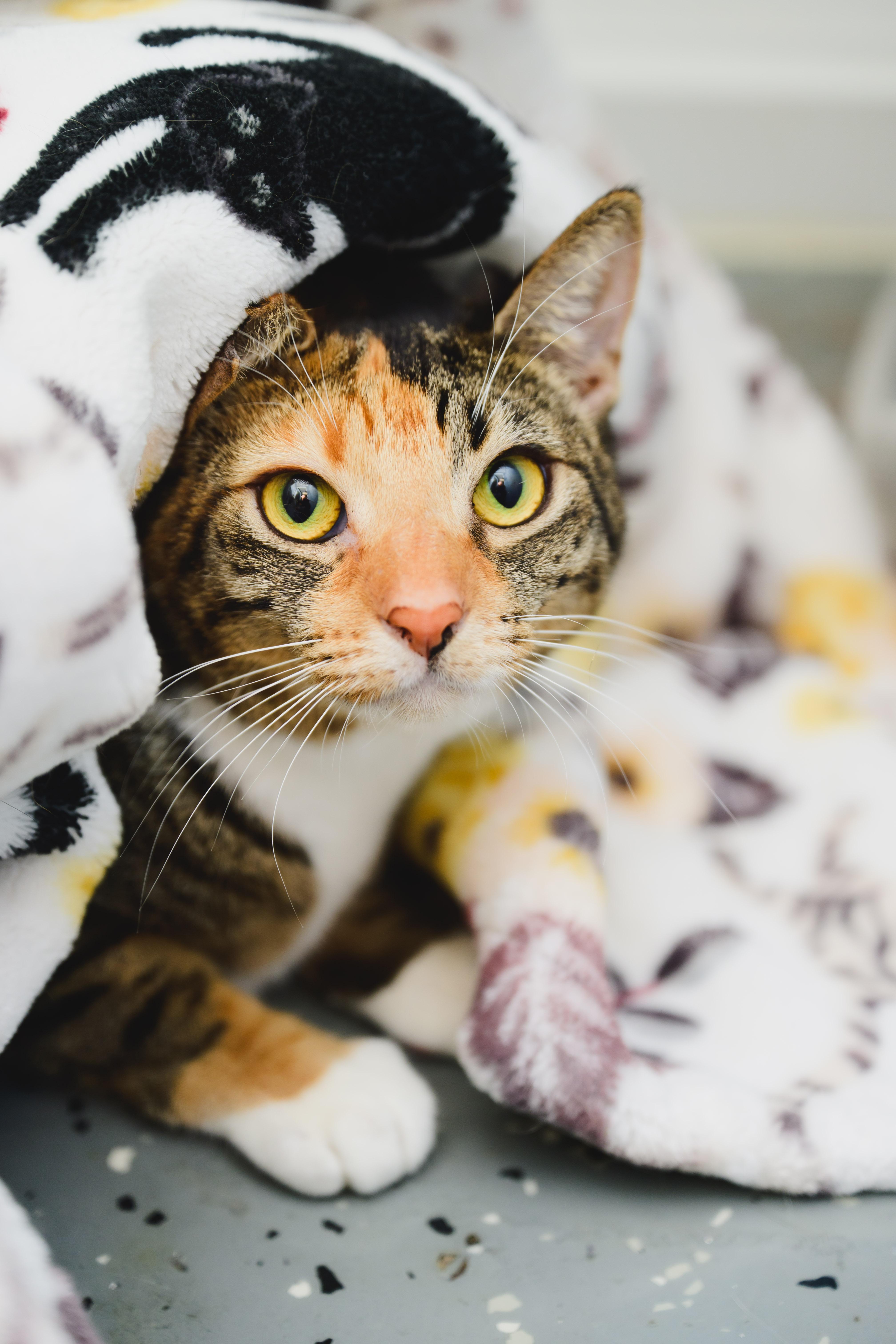 Tiramisu thumbnail 3