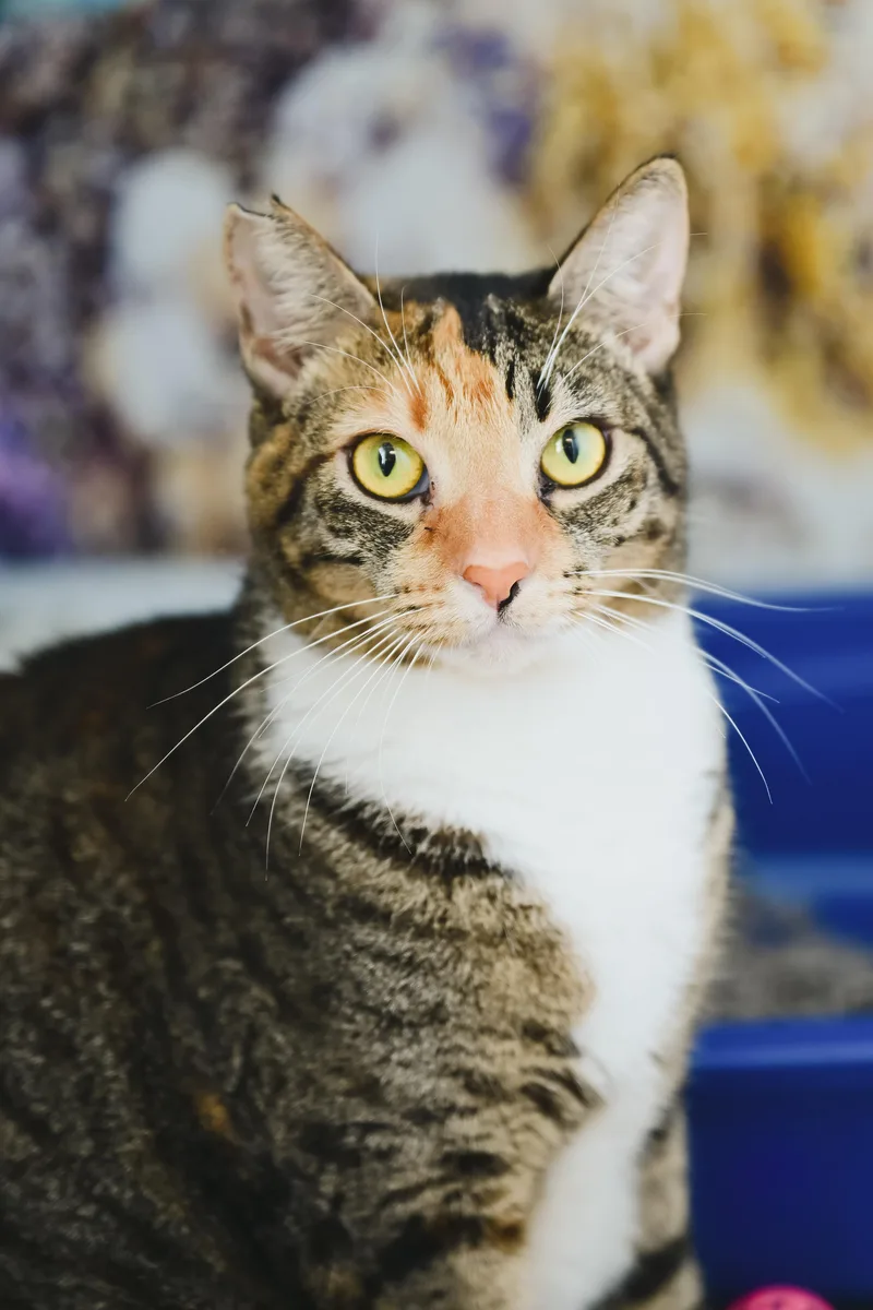 Tiramisu thumbnail 5