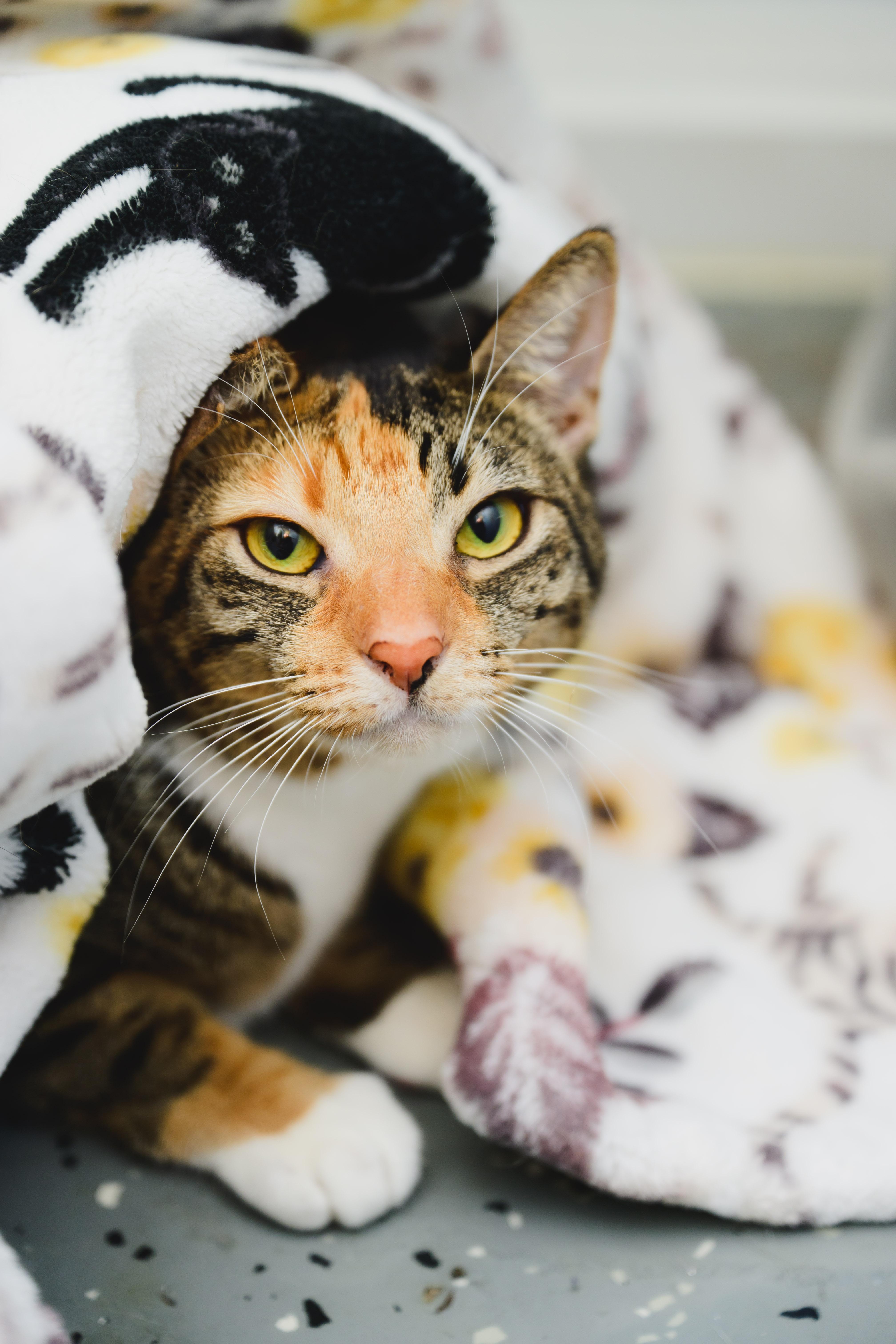 Tiramisu thumbnail 6