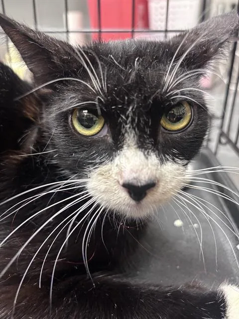 A young small-sized female Domestic Short Hair cat named Raisin for adoption in Las Vegas, NV