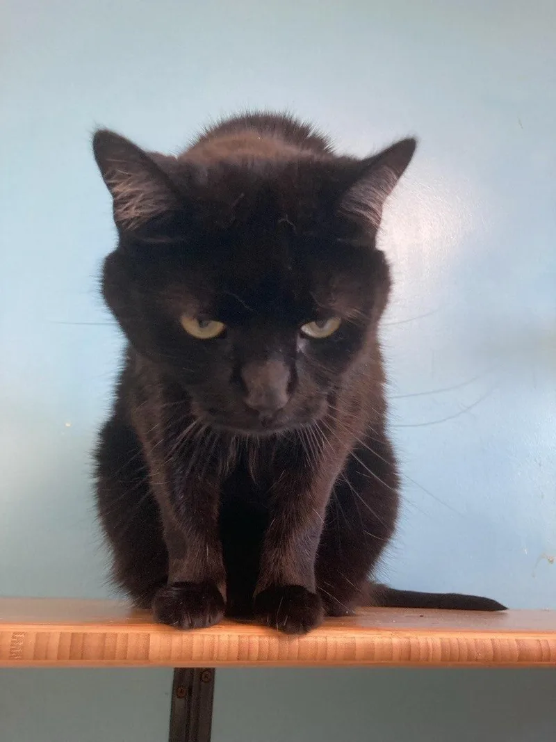 An adult medium-sized female Black Domestic Short Hair cat named Olivia for adoption in Cincinnati, OH