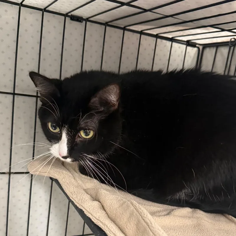 A baby small-sized female Black Domestic Short Hair cat named Luna Bean for adoption in Normal, IL