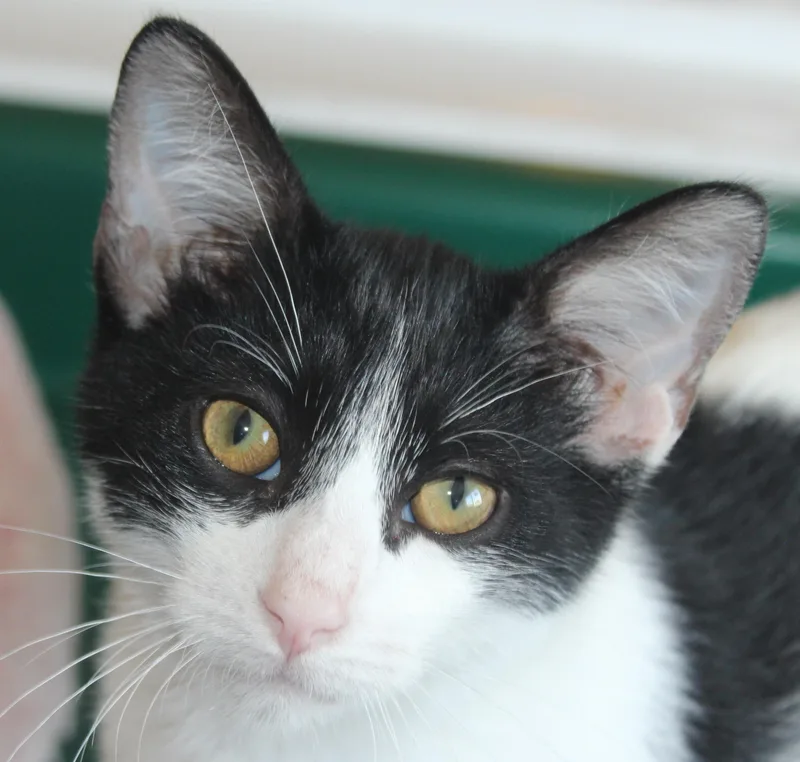 A young medium-sized male White Domestic Short Hair cat named Buckeye for adoption in Huron, SD