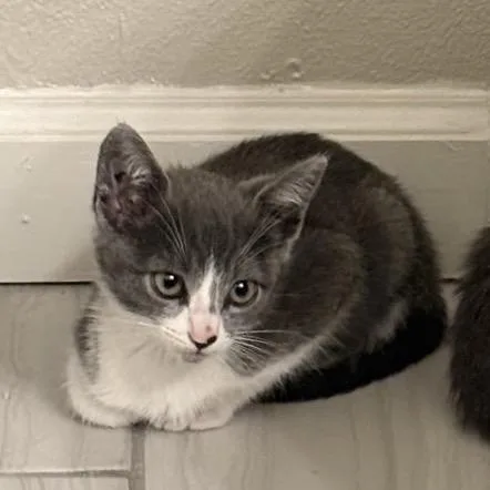 A baby small-sized female Gray / Blue / Silver Domestic Short Hair cat named Jellybelly for adoption in Westminster, CA