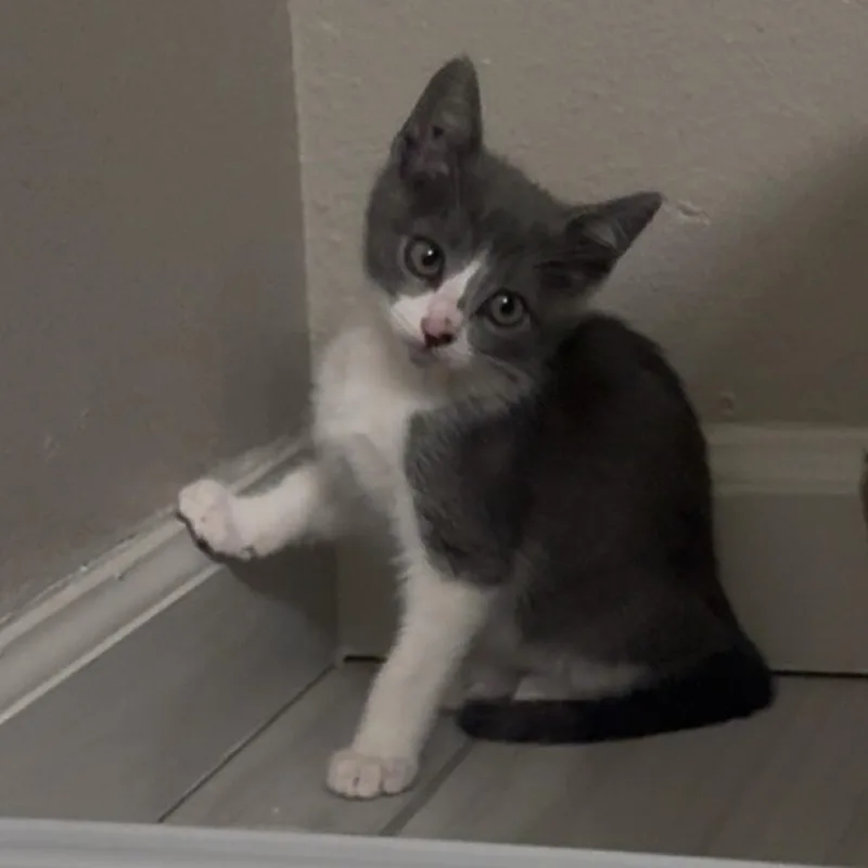 Jellybelly thumbnail 2