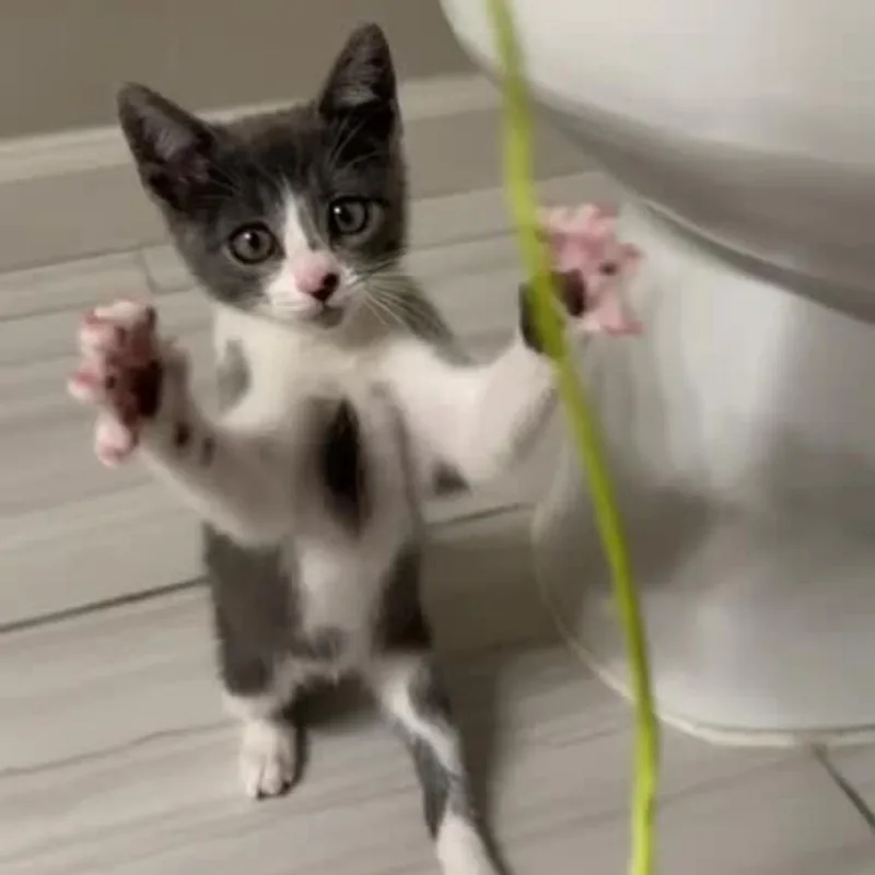 Jellybelly thumbnail 3