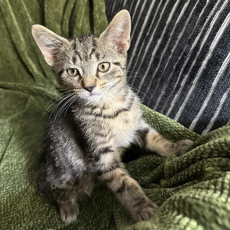 A baby small-sized male Brown / Chocolate Domestic Short Hair cat named Teak for adoption in La Grange, KY