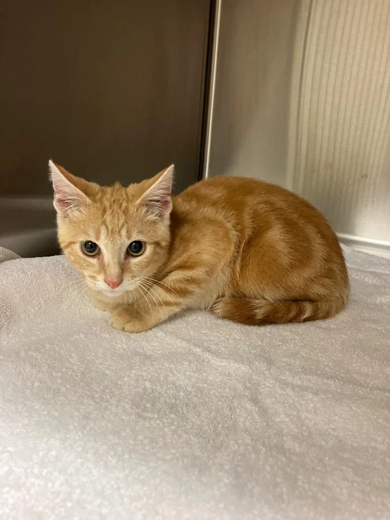 A baby medium-sized male Domestic Short Hair cat named Bojangles for adoption in Christiansburg, VA