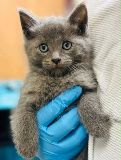 A baby small-sized male Domestic Long Hair cat named Gucci for adoption in West Chester, PA