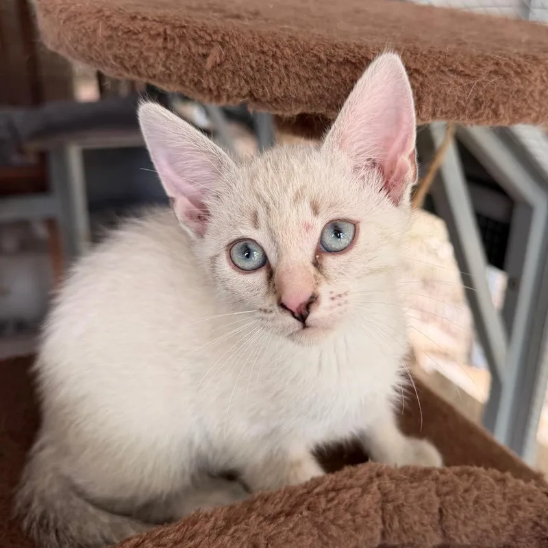 A baby small-sized female Cream / Ivory Siamese cat named Dog Named Jake for adoption in Boerne, TX