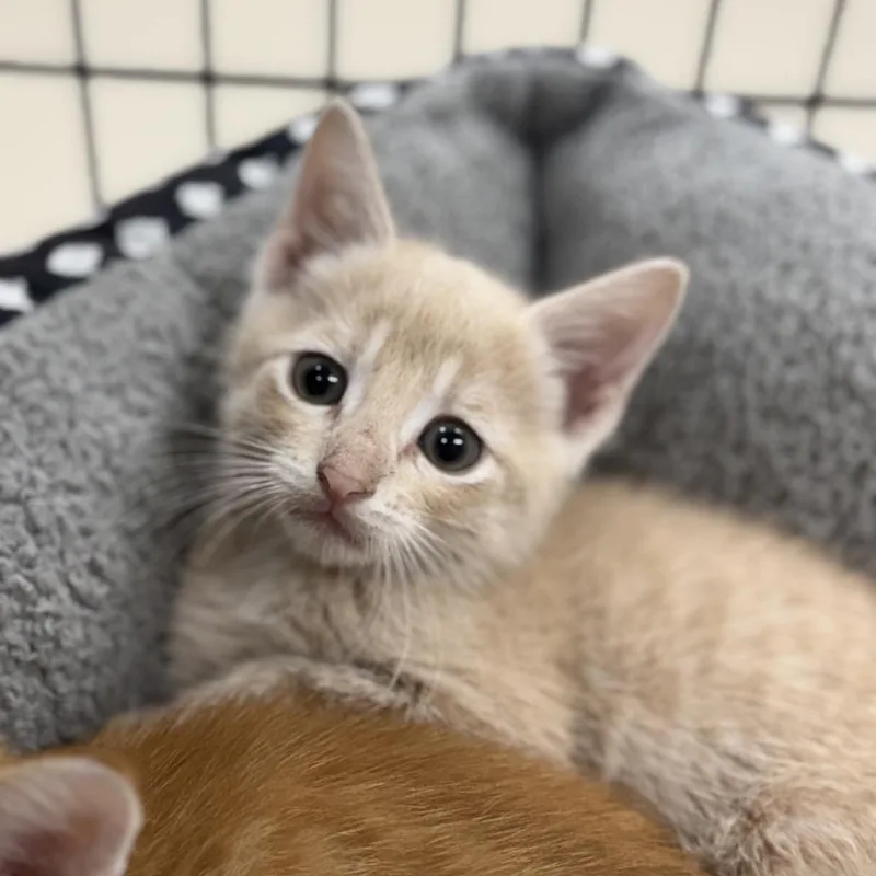A baby small-sized male Buff / Tan / Fawn Domestic Short Hair cat named Rosco for adoption in Redwood Falls, MN