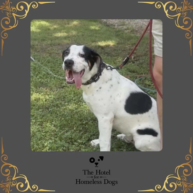 A young medium-sized male Tricolor (Brown, Black, & White) Hound dog named Huxton for adoption in Cumberland, RI
