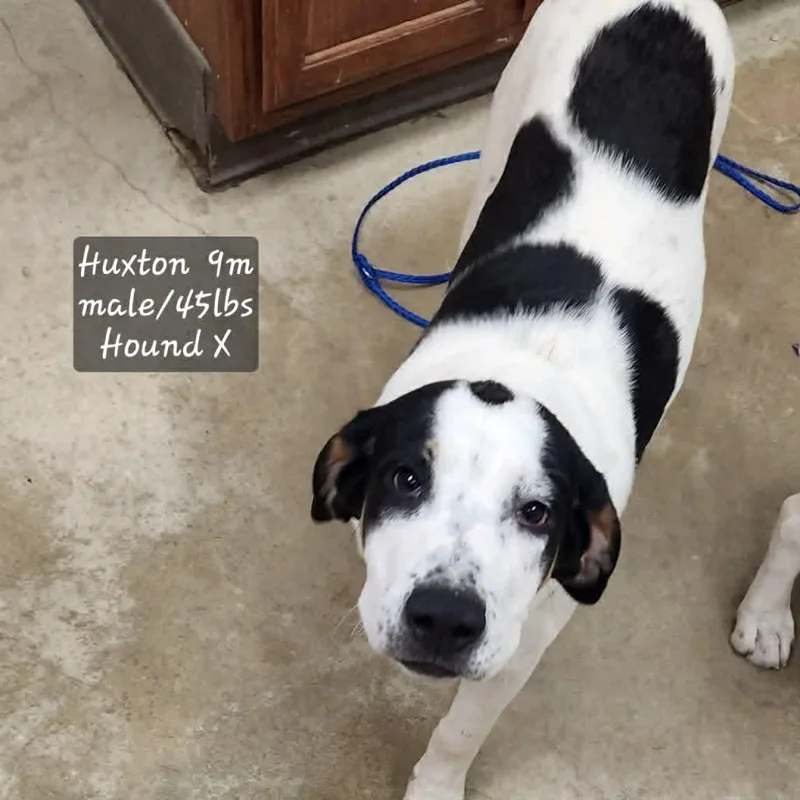Huxton thumbnail 4