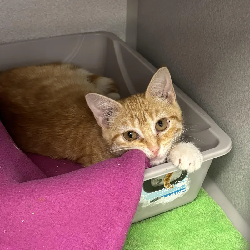 A baby medium-sized female Orange & White Domestic Short Hair cat named Lagoona for adoption in Bear, DE