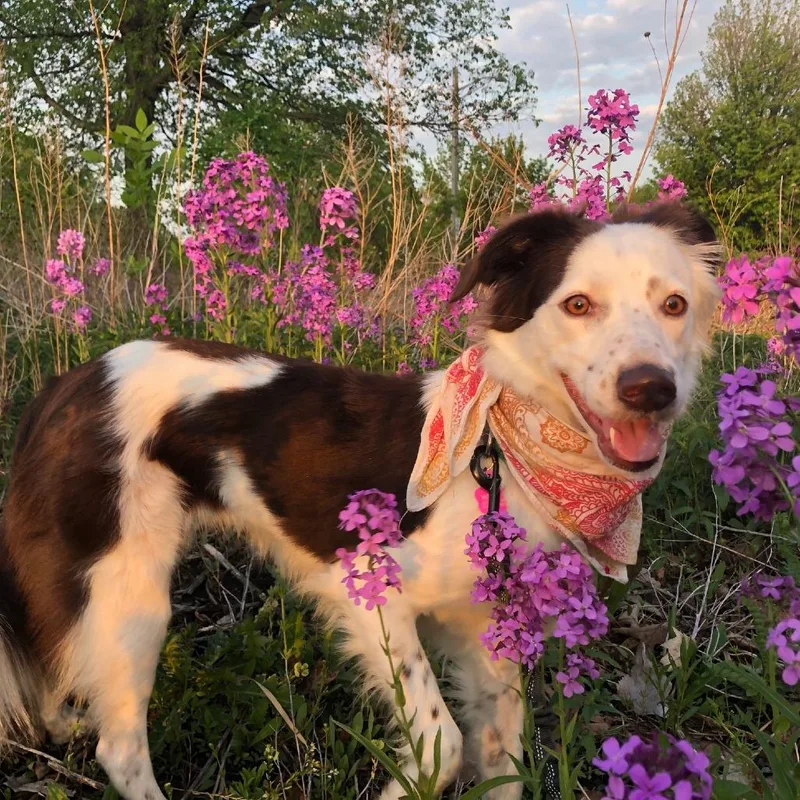 Suki thumbnail 3