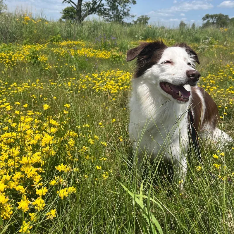 Suki thumbnail 4
