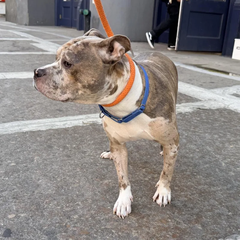 An adult medium-sized female Mixed Breed dog named Empress for adoption in New York, NY