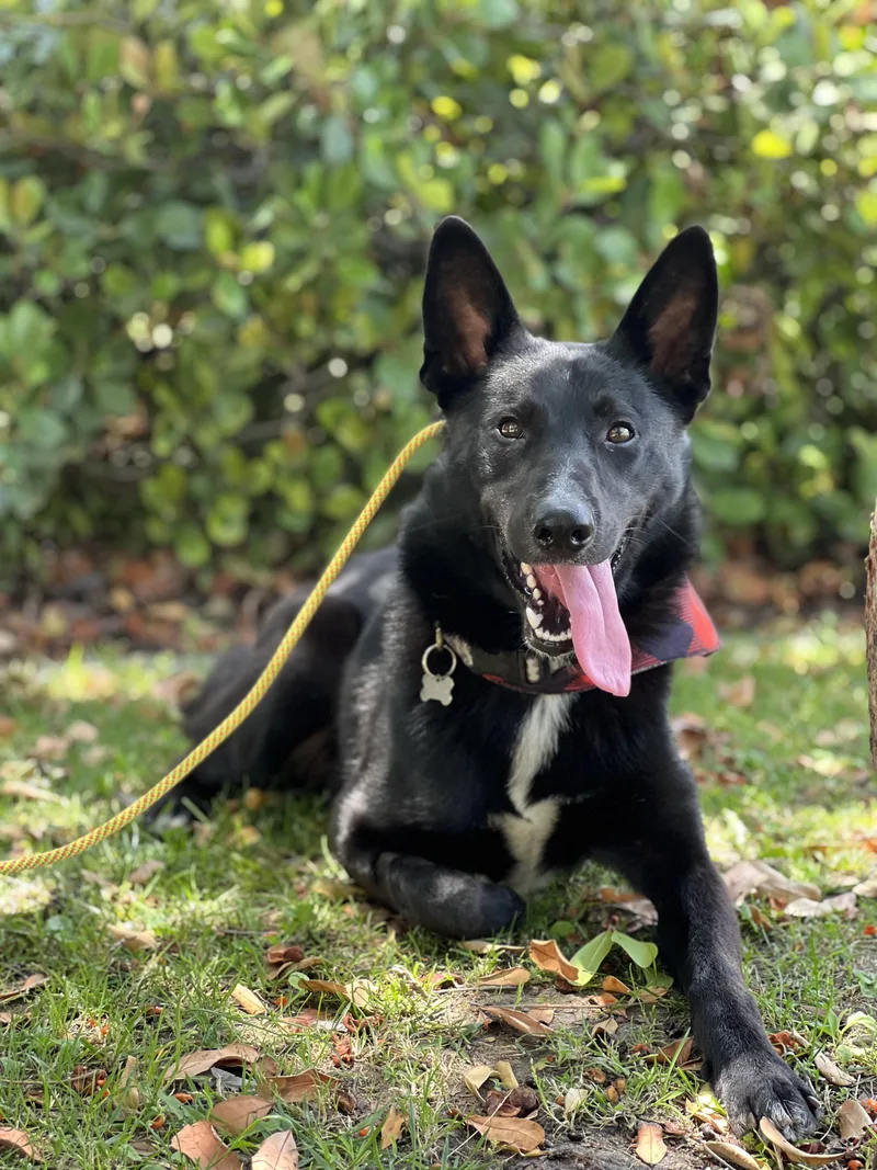 A young large-sized male Black Mixed Breed dog named Bailey for adoption in Valley Village, CA