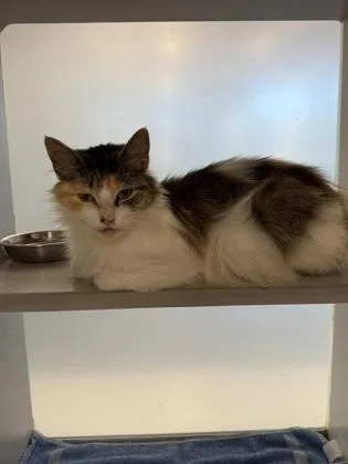 An adult medium-sized female Domestic Medium Hair cat named Sesame for adoption in Atlanta, GA