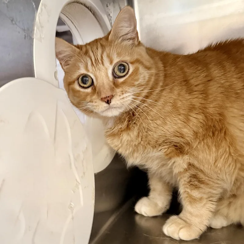 A senior large-sized female Orange / Red Domestic Short Hair cat named Pumpkin for adoption in Palm Springs, CA