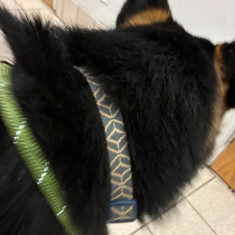 An adult large-sized male Black Mixed Breed dog named Dodgy for adoption in Charleston, WV