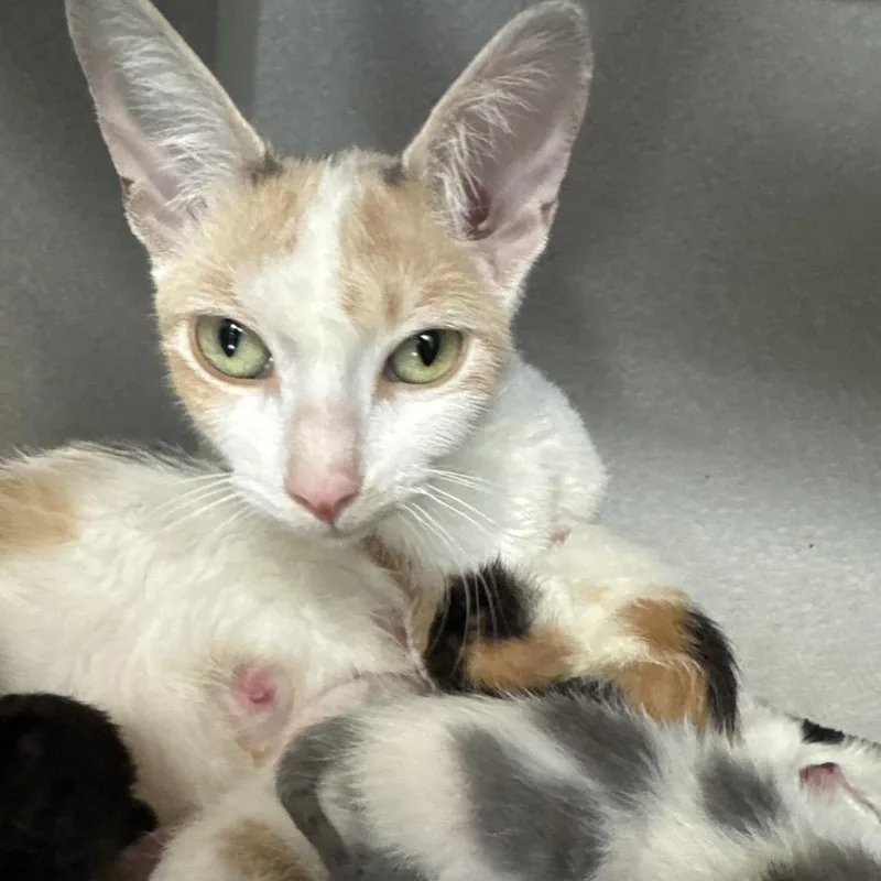 An adult medium-sized female Calico Domestic Short Hair cat named Mama Starfish for adoption in Long Beach, CA
