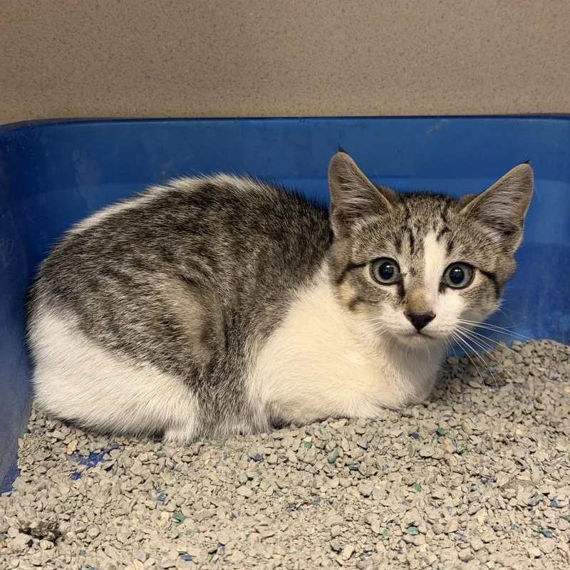 A baby small-sized male Brown / Chocolate Domestic Short Hair cat named Kedi for adoption in Rifle, CO