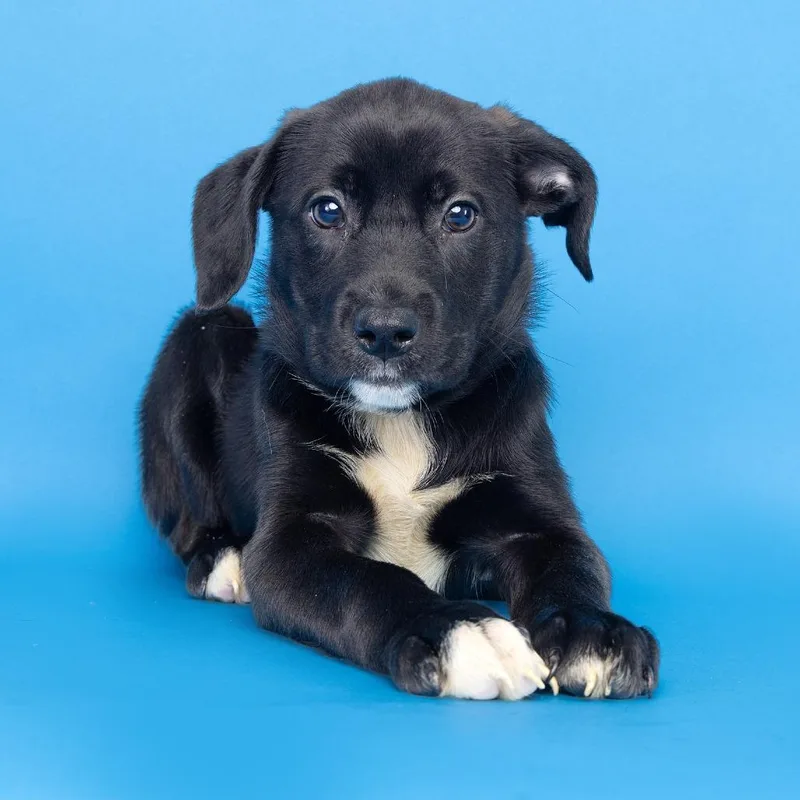 A baby medium-sized female Black Mixed Breed dog named Elizabeth Best for adoption in Franklin, TN