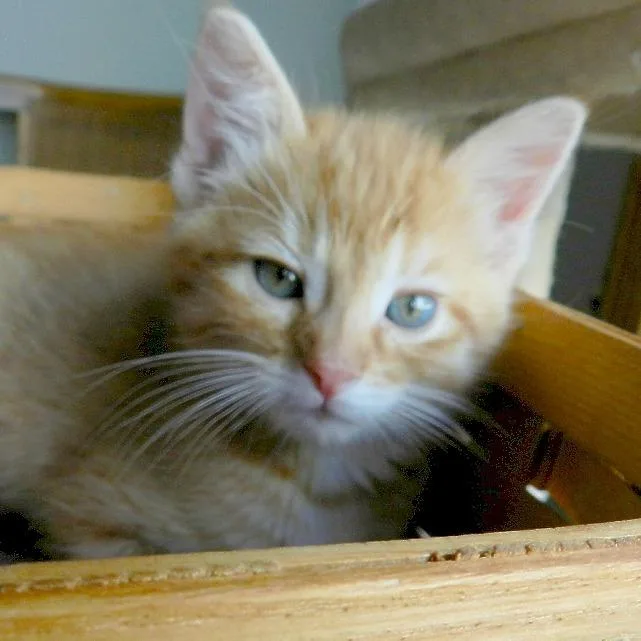 A baby small-sized male Orange / Red Domestic Short Hair cat named Carl for adoption in Chaska, MN