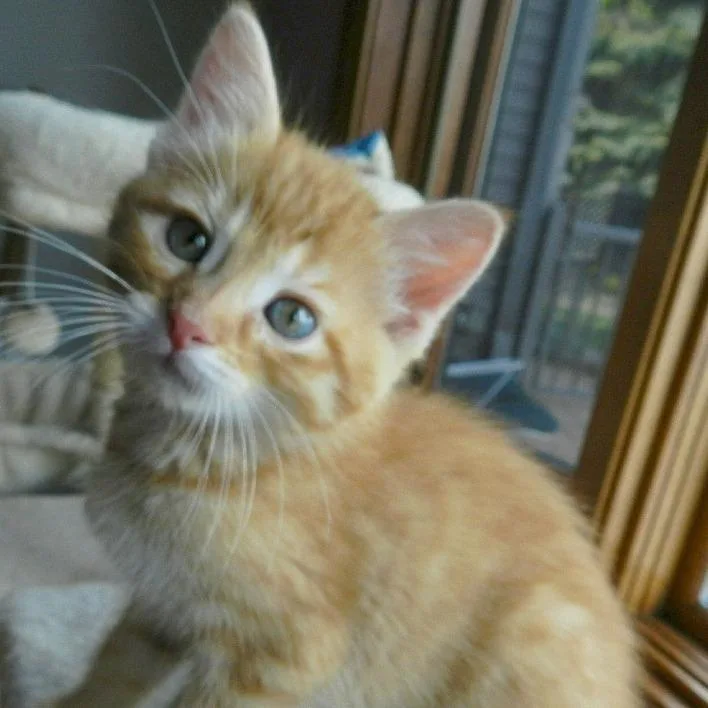 Carl thumbnail 5