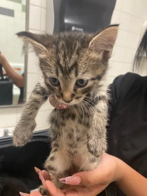 A baby medium-sized male Domestic Short Hair cat named Luke for adoption in Dallas, TX