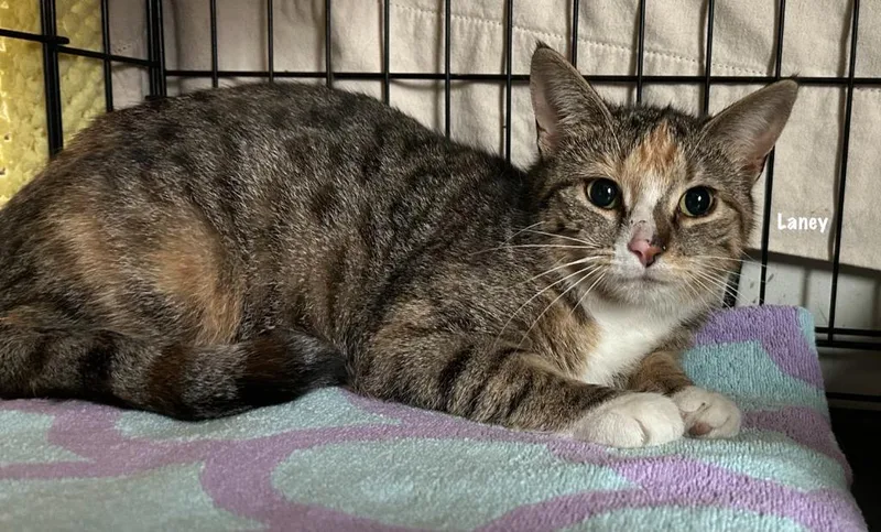 A young medium-sized female Domestic Short Hair cat named Laney Mar for adoption in Windsor, CT