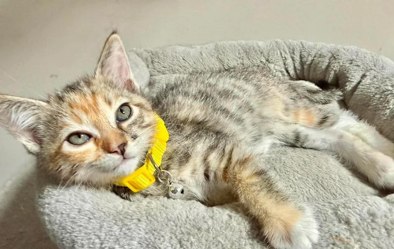 Peaches