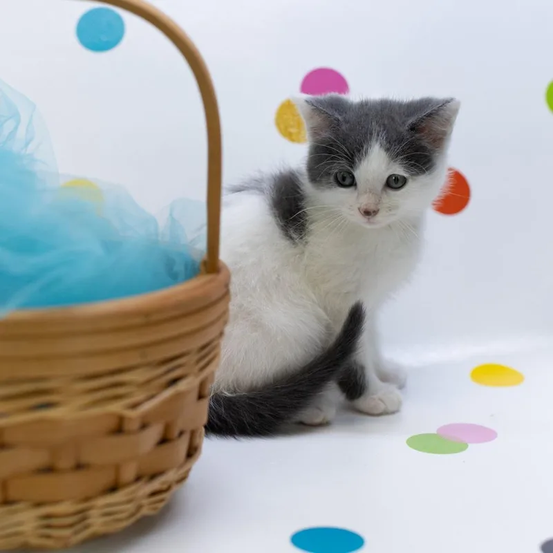 A baby small-sized male White Domestic Short Hair cat named StaticC for adoption in East Saint Louis, IL