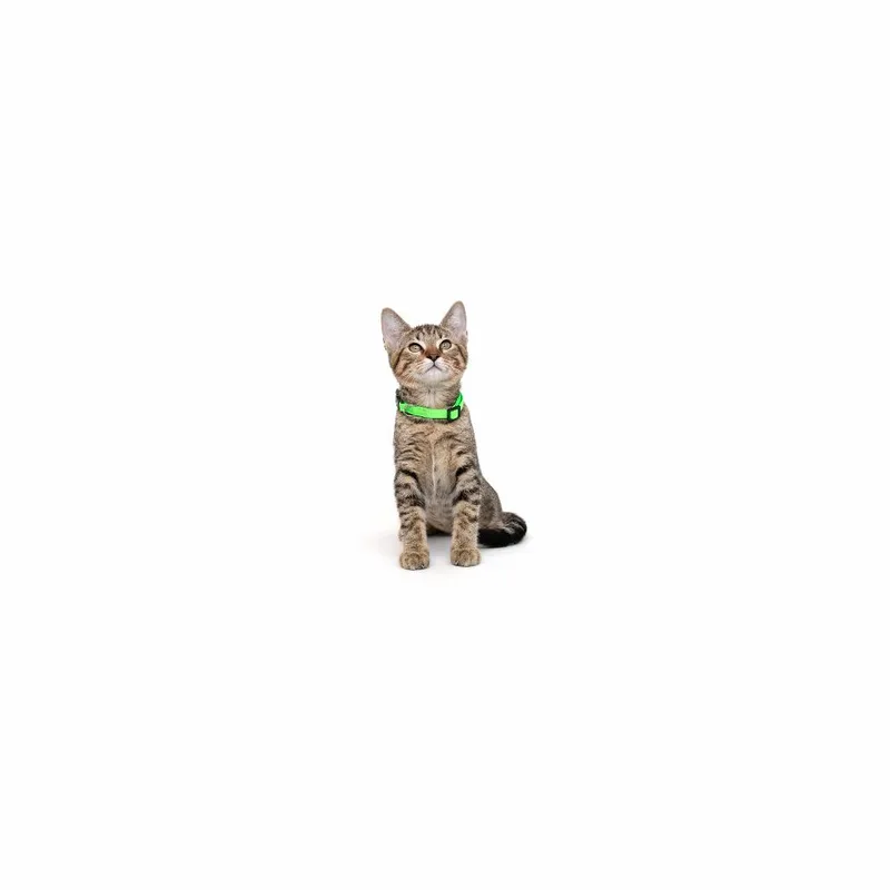A baby small-sized female Brown / Chocolate Domestic Short Hair cat named Victoria for adoption in Playa Vista, CA