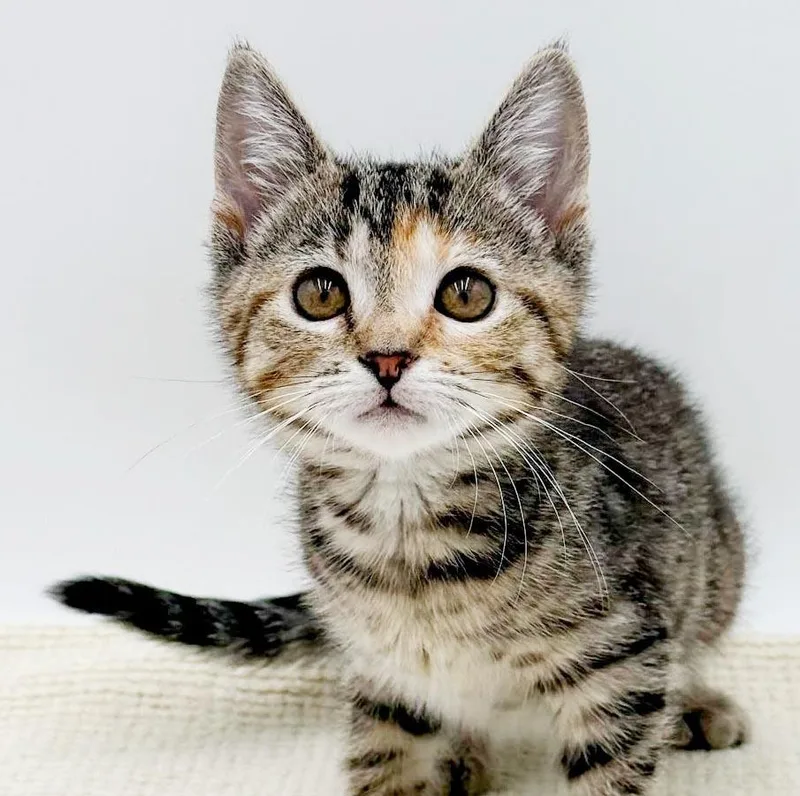 A baby small-sized female Tabby (Leopard / Spotted) Bengal cat named Superwoman is super tiny for adoption in Bedford Hills, NY
