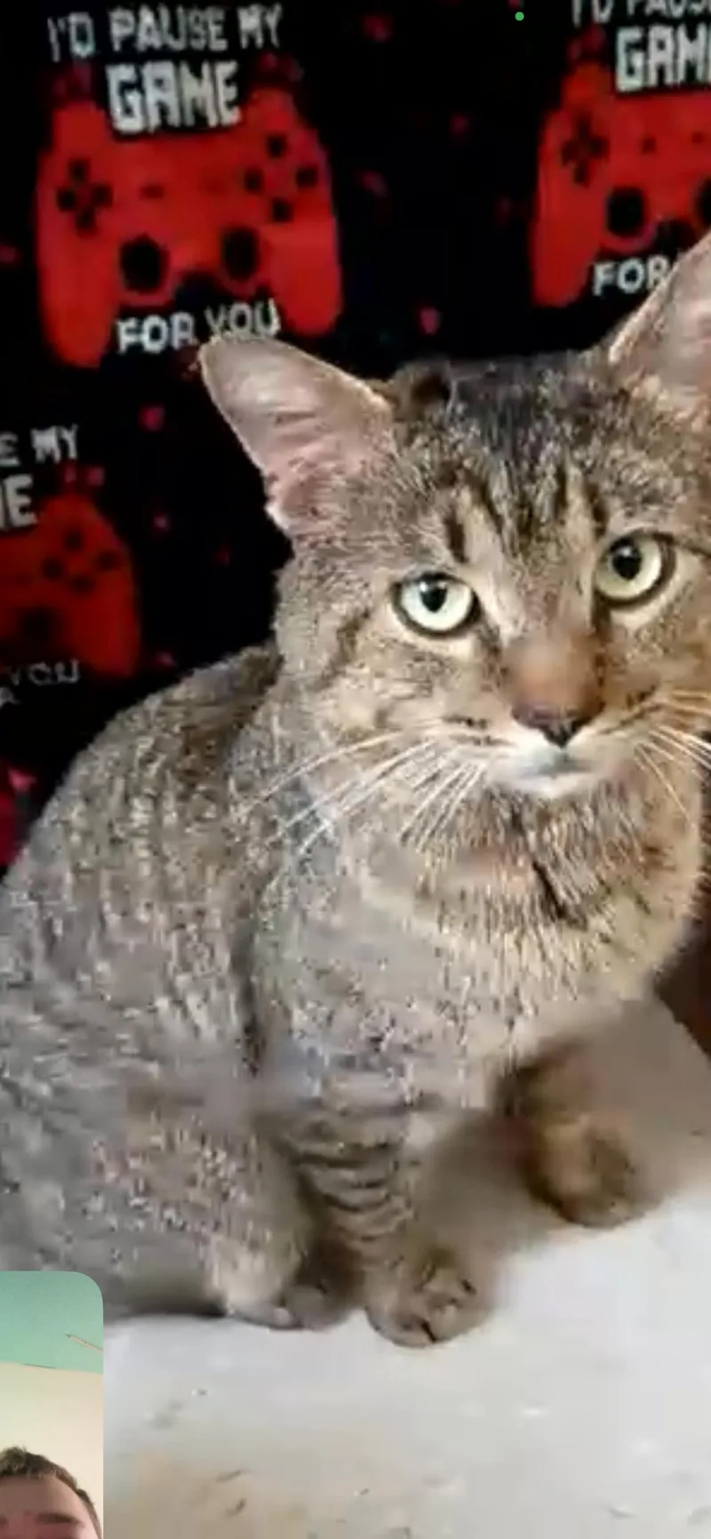 A young medium-sized male Tabby (Brown / Chocolate) Domestic Short Hair cat named Twin for adoption in Parma, OH