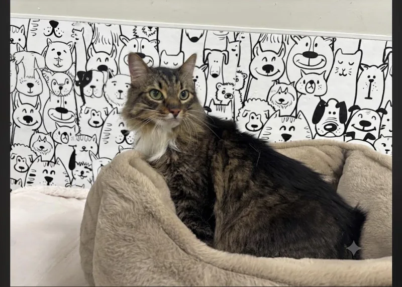 An adult medium-sized male Maine Coon cat named Gizzy for adoption in San Pedro, CA