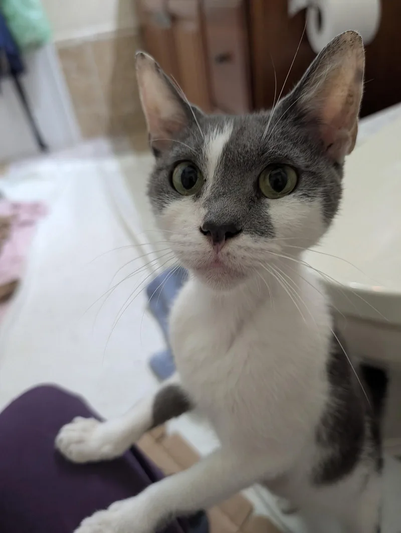 An adult medium-sized female Gray & White Domestic Short Hair cat named Diamond for adoption in Trenton, NJ