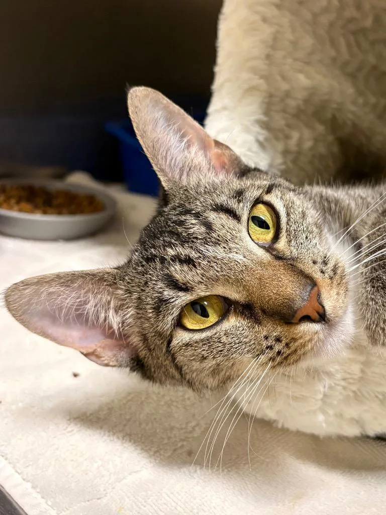 A young medium-sized female Domestic Short Hair cat named Phaedra for adoption in Fall River, MA