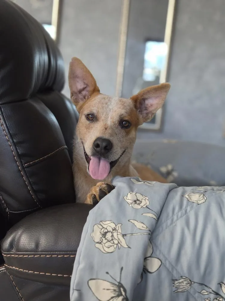 A young medium-sized male Merle (Red) Australian Cattle Dog / Blue Heeler dog named Nash for adoption in Albuquerque, NM
