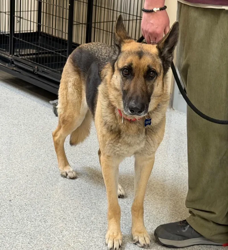 An adult large-sized male German Shepherd Dog dog named Harley for adoption in Columbia, IL