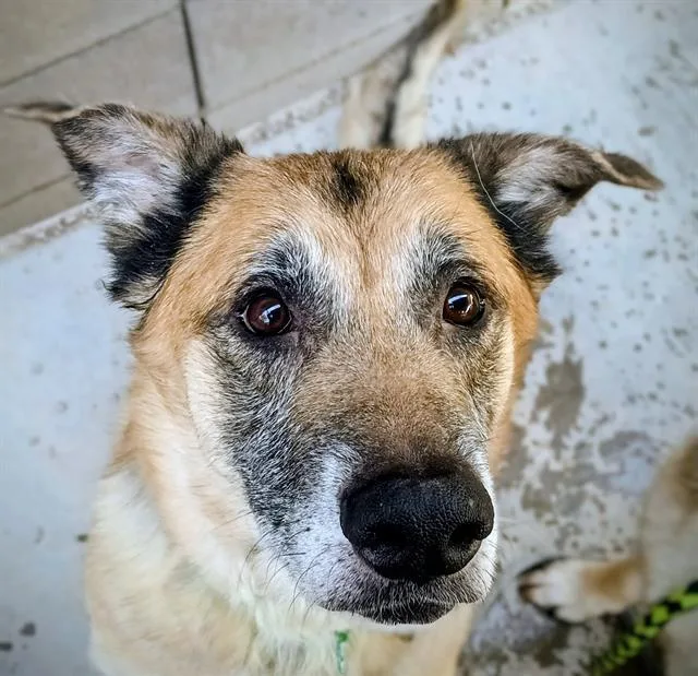 An adult extra large-sized male German Shepherd Dog dog named Mozart for adoption in Tucson, AZ