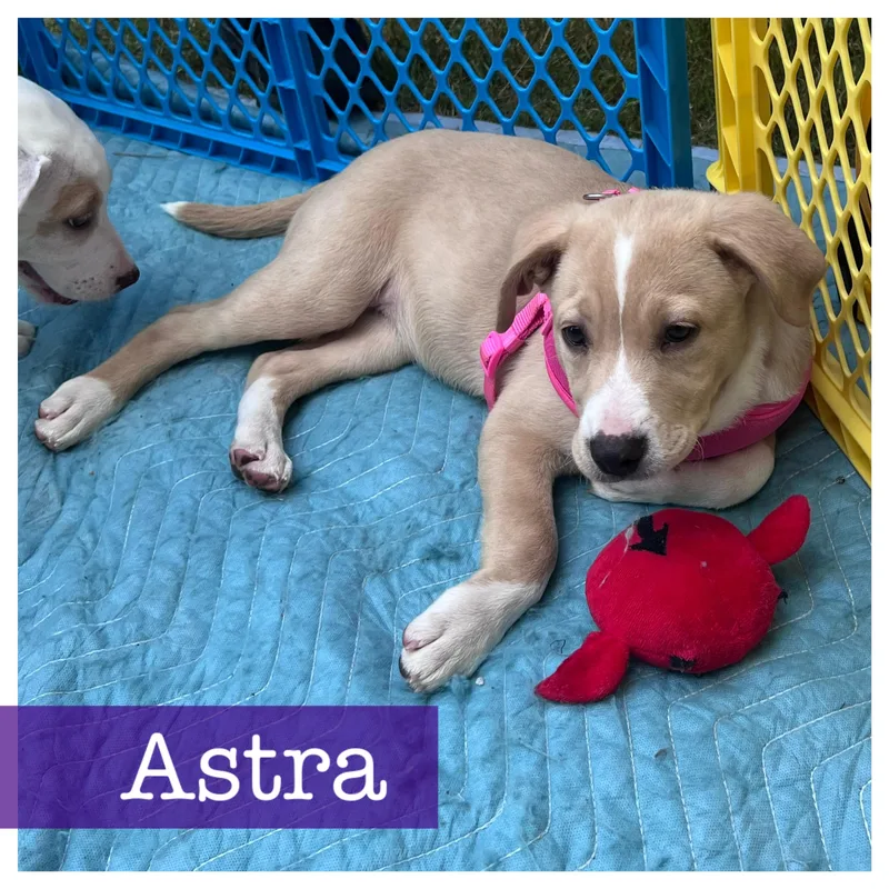Astra thumbnail 4
