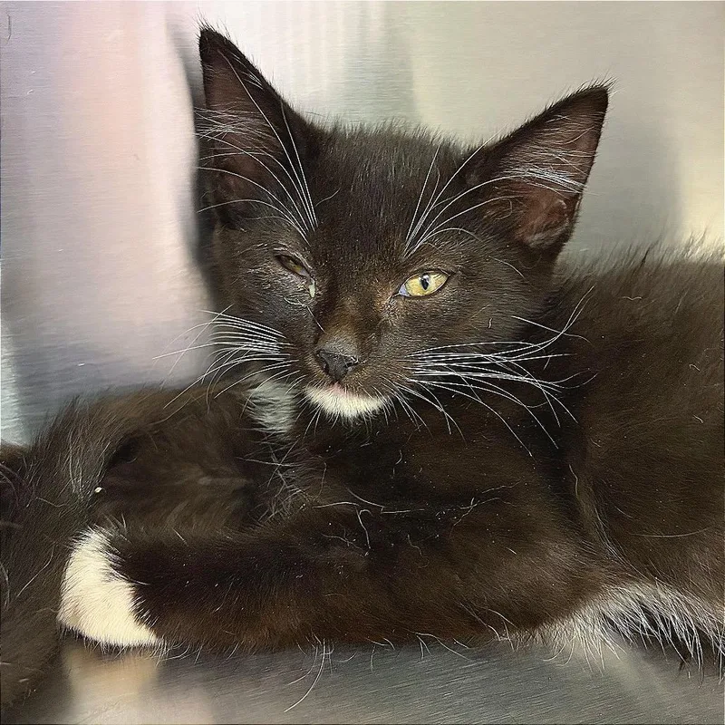 A baby small-sized female Black Domestic Short Hair cat named Lunch Box for adoption in Hannibal, MO