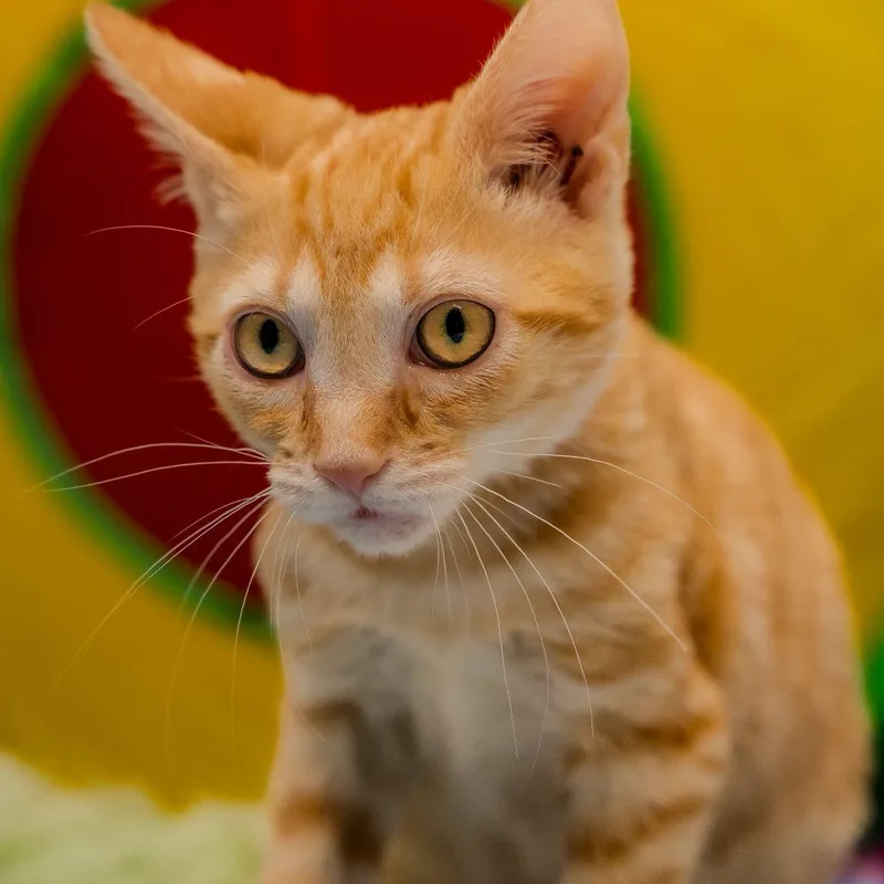 A baby medium-sized male Orange & White Domestic Short Hair cat named Cheeseball for adoption in Alexandria, IN